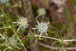 Fragrant eryngo